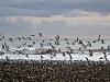 Sea Gulls